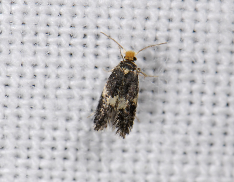 0112   Ectoedemia albifasciella  1932.jpg