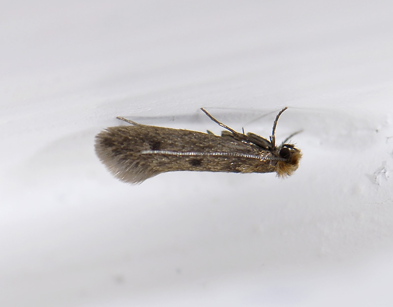 0221   Tinea pellionella  2161.jpg