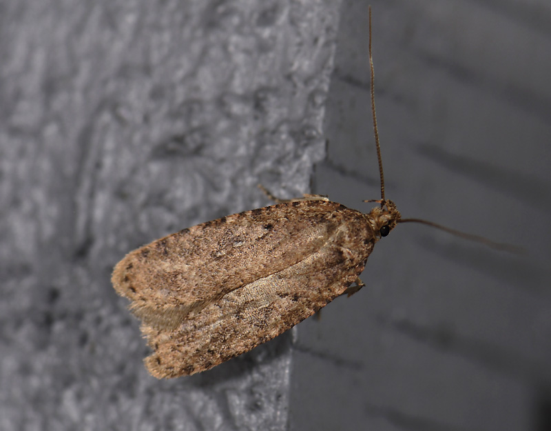 0547   Agonopterix heracliana  2206.jpg