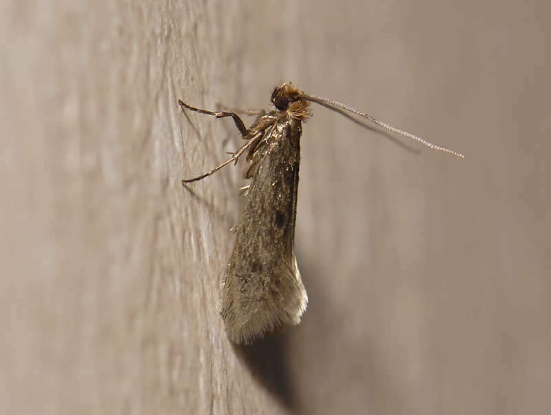 0221   Tinea pellionella  2274.jpg
