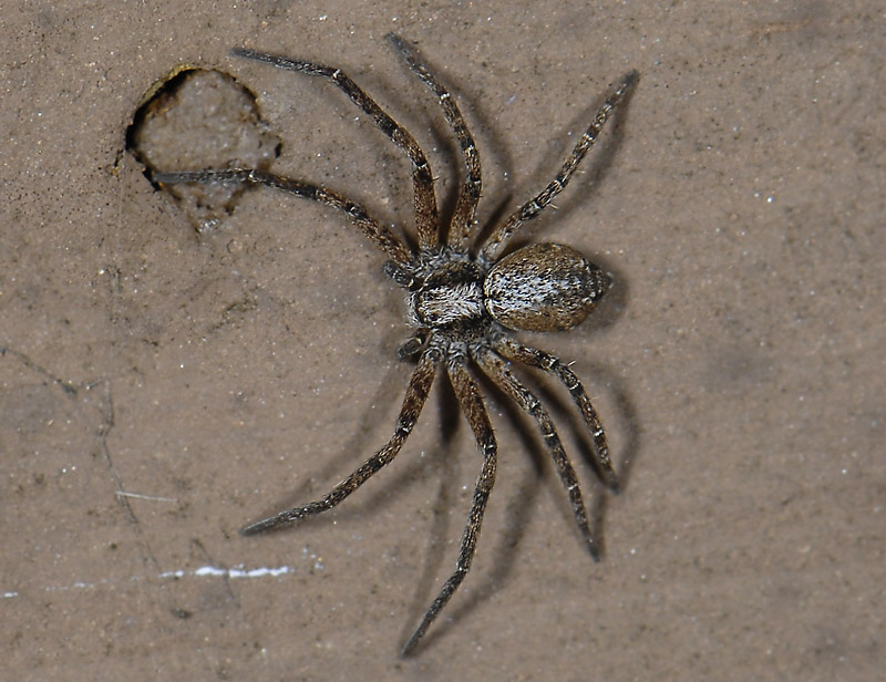 spider2439.jpg
