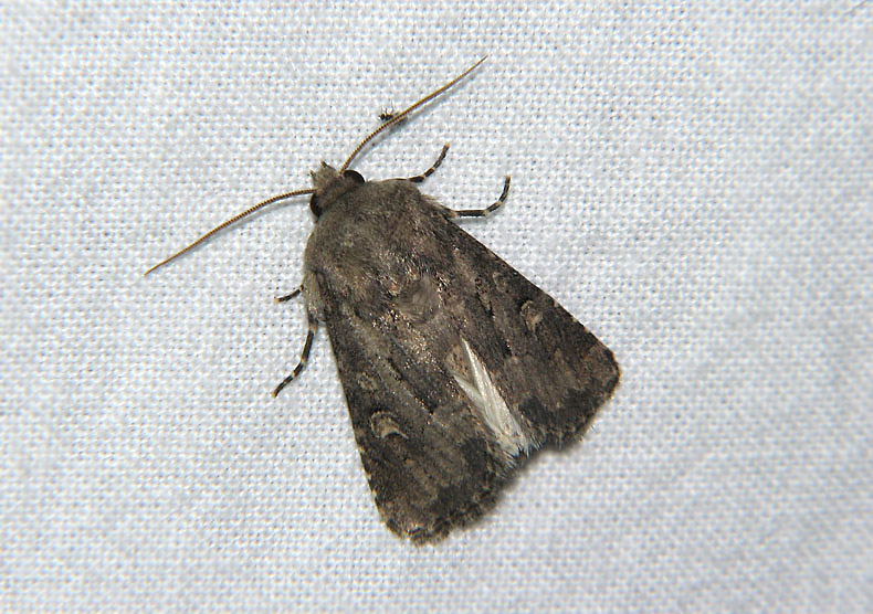 2864   Luperina testacea  5868.jpg