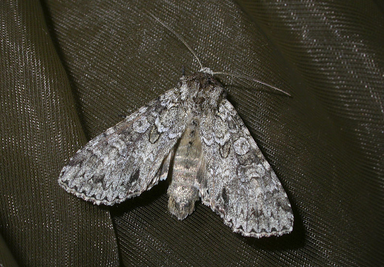 2907   Polia nebulosa  5379.jpg