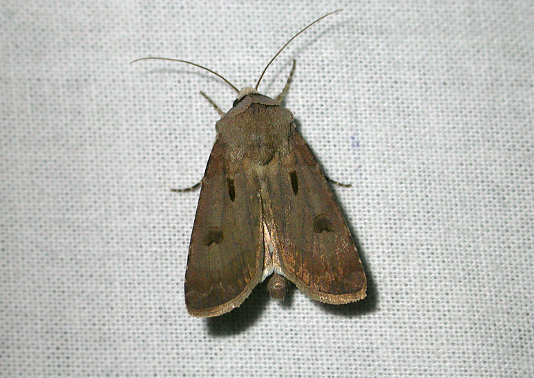 2983   Agrotis exclamationis  9482.jpg