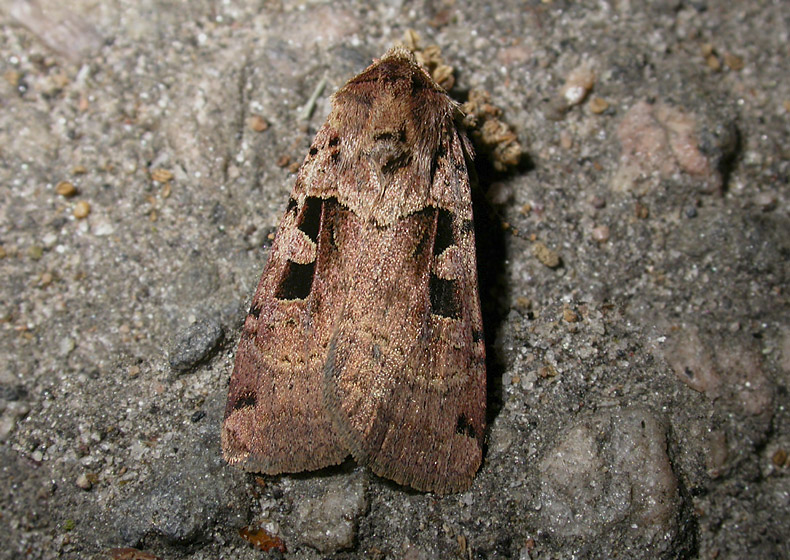 3043    Xestia triangulum  4285.jpg