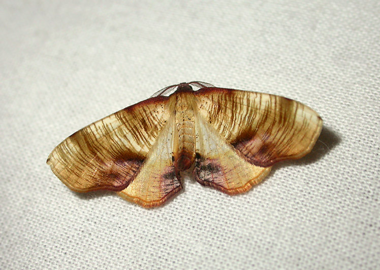 2198   Plagodis dolabraria  8747.jpg