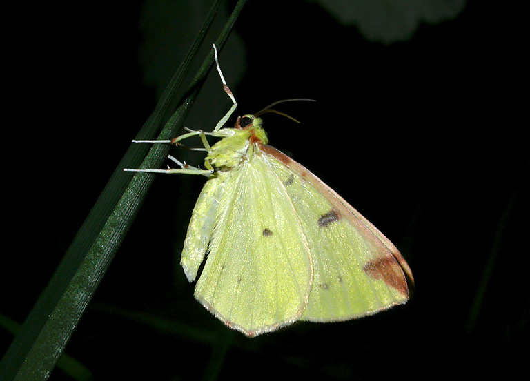 2200   Ophisthograptis luteolata  8023.jpg