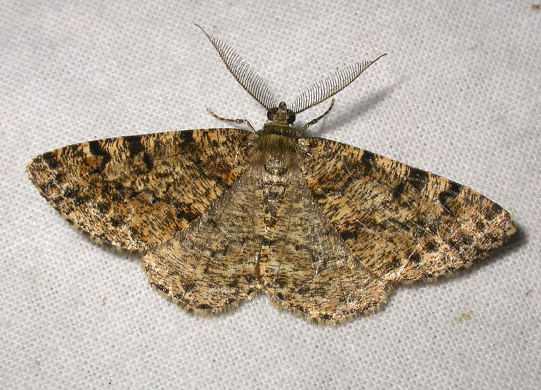 2235   Deileptenia ribeata  6071.jpg