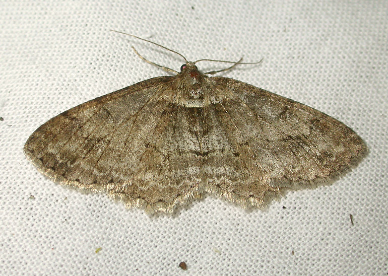 2245   Paradarisa consonaria  6115.jpg