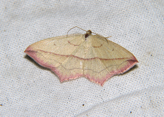 2291   Timandra comae  3727.jpg