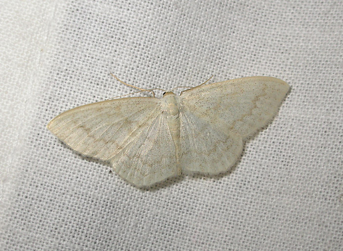 2305   Scopula floslactata  4617.jpg