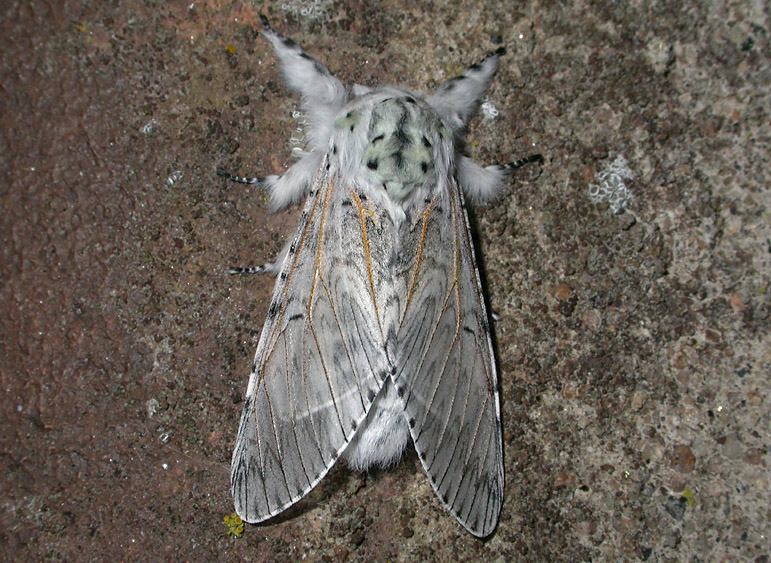 2528   Cerura vinula  6839.jpg