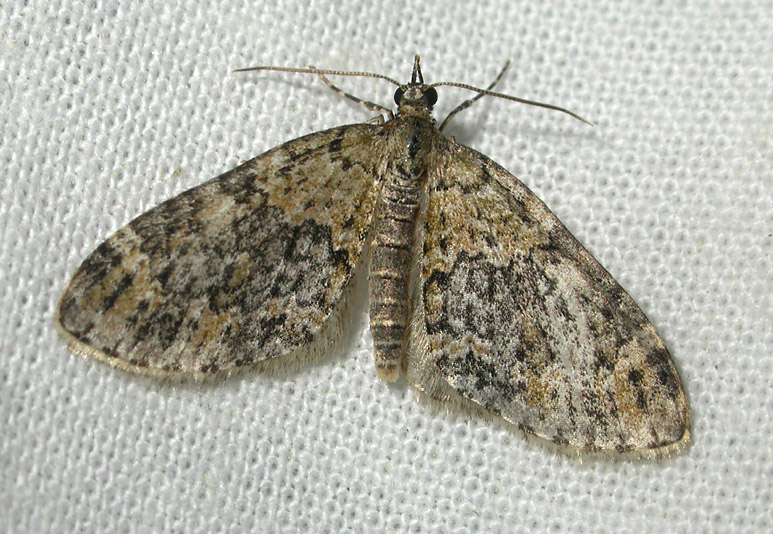 2513   Acasis viretata  7311.jpg