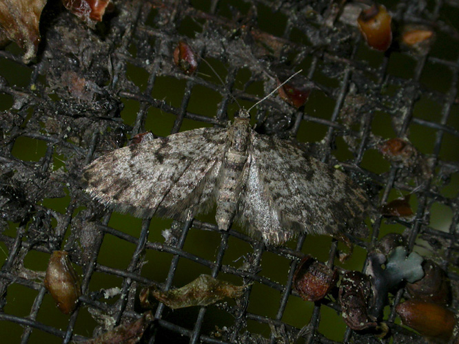 2484   Eupithecia tantillaria  7800.jpg