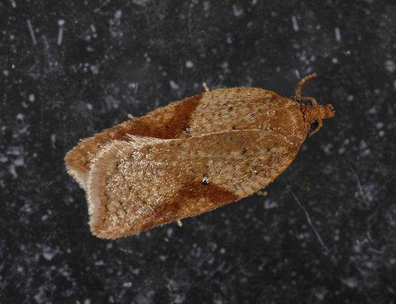 1261   Acleris ferrugana  2569.jpg