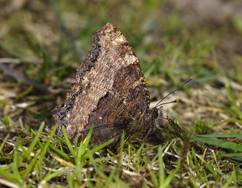 2105   Nymphalis polychloros  3432.jpg