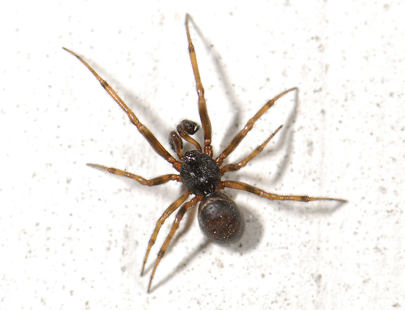 spider  3391.jpg