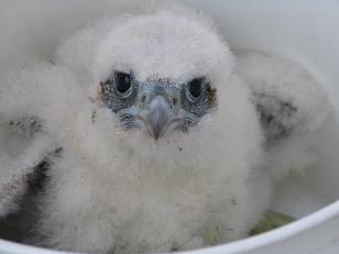 Chick'n a Bucket