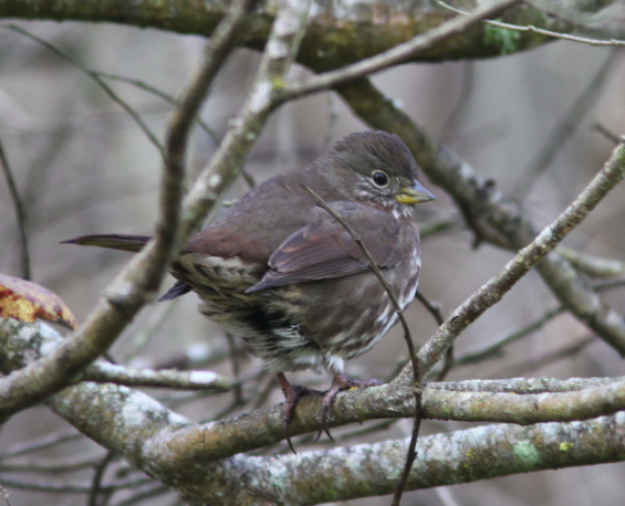Fox Sparrow in Rancho del Oso.JPG