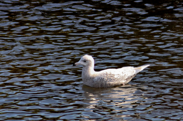 Glaucous Gull in.JPG