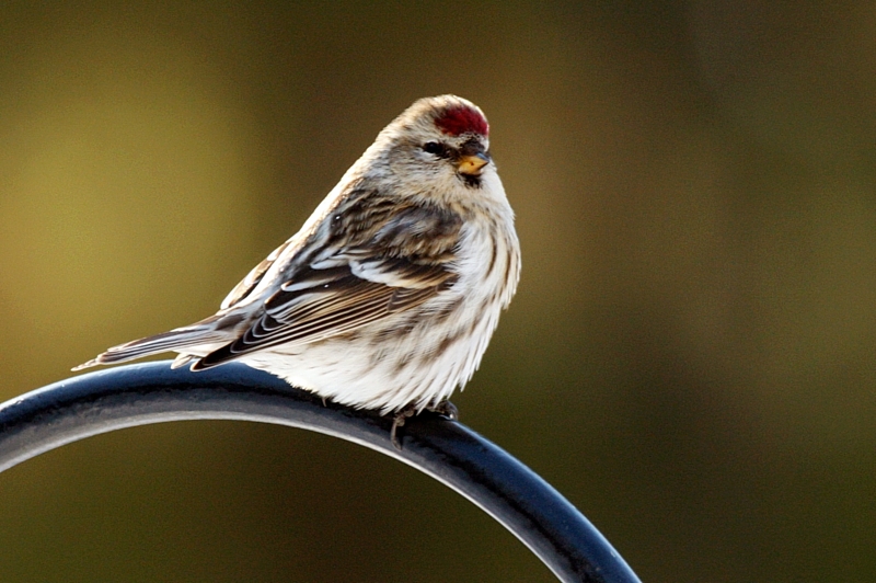 Passin through ~ Female Common Redpoll