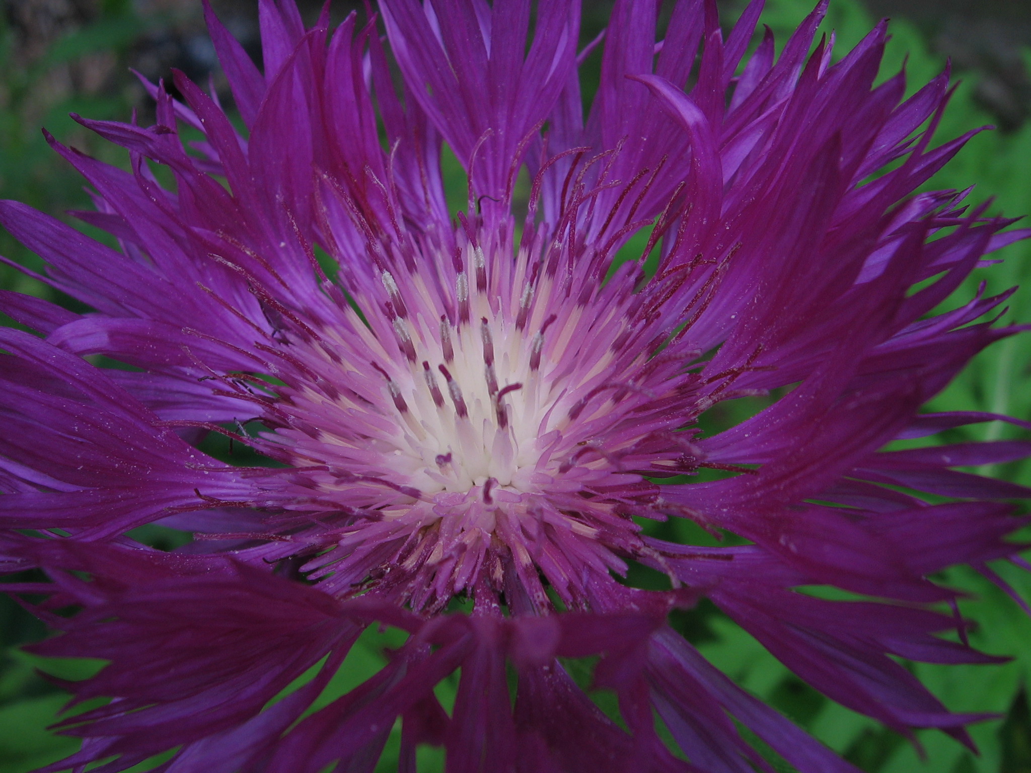 Beebalm fireworks!