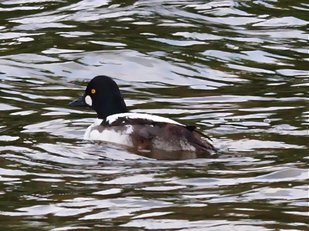 Common Goldeneye -- watercolored effect