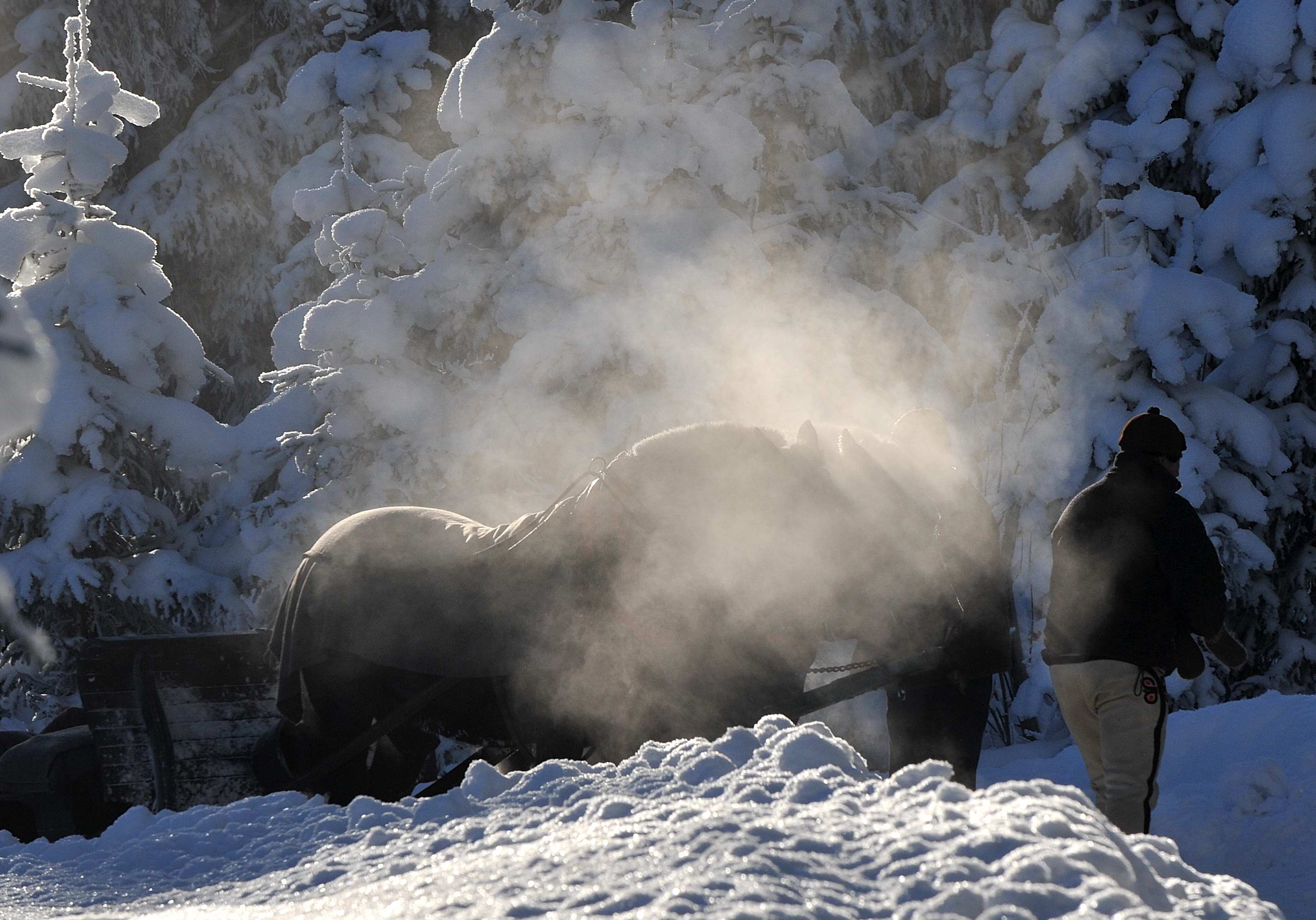 Horse  Sledge_23.jpg