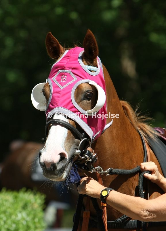 0437d.jpg (Royal Legend)