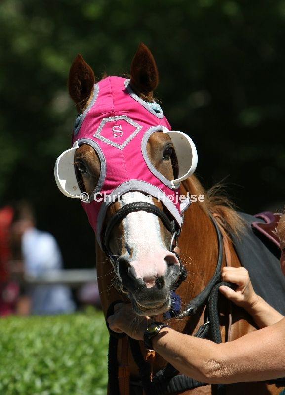 0439d.jpg (Royal Legend)