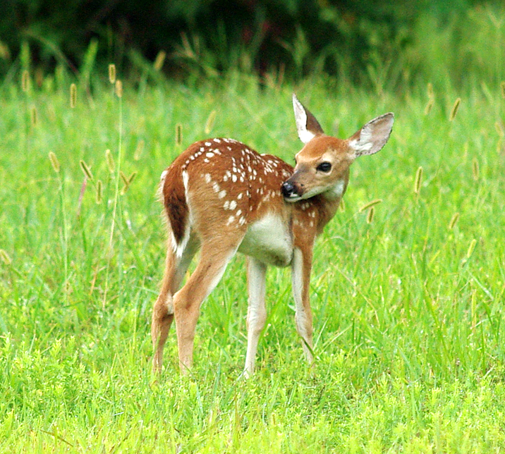 Fawn 52.JPG