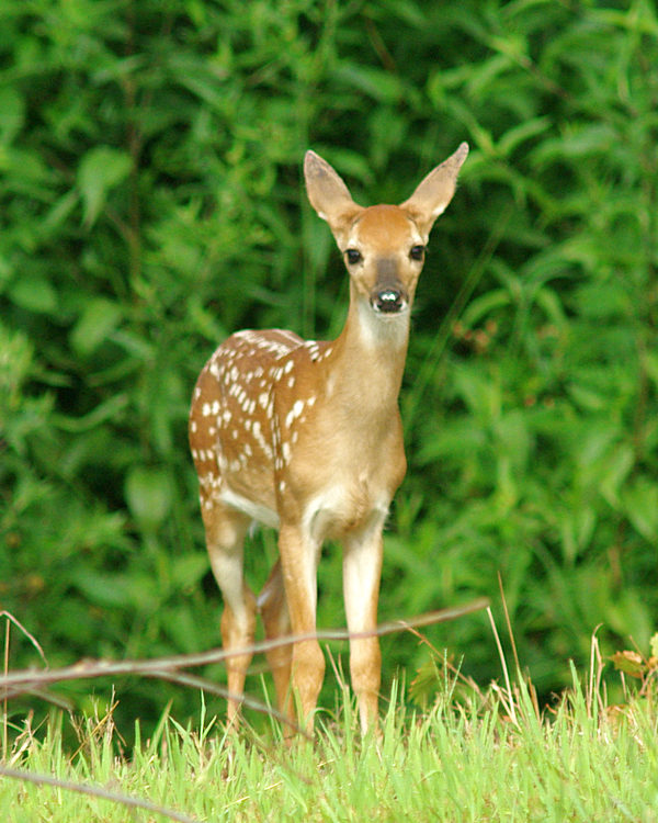fawn 99 a em.JPG