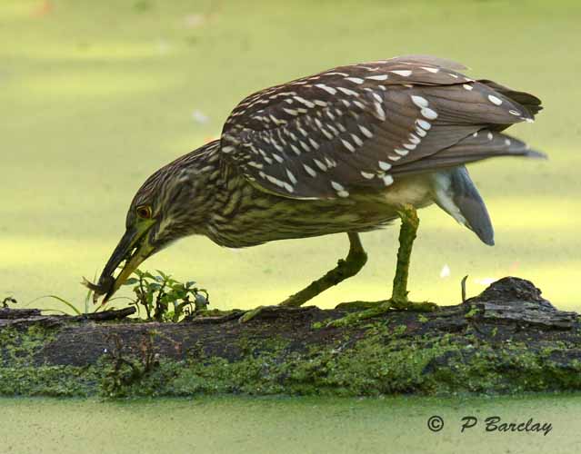 Black-crowned night-heron (juv)