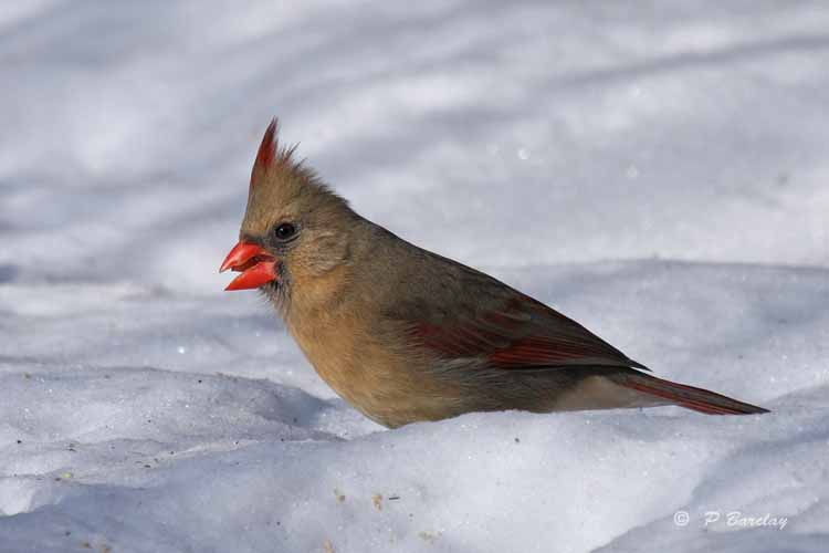 Cardinal (f)