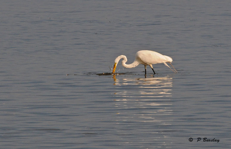 Great egret