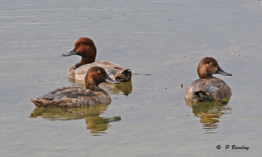 Redheads