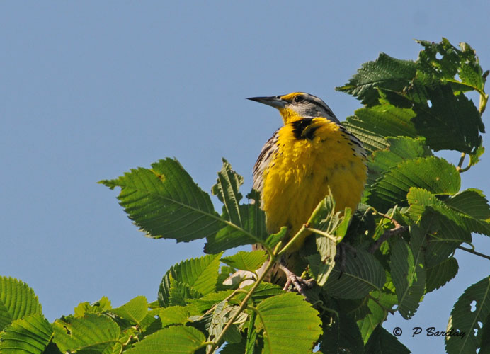 Eastern Meadowlark