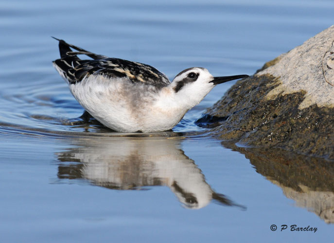 Red-necked phalarope