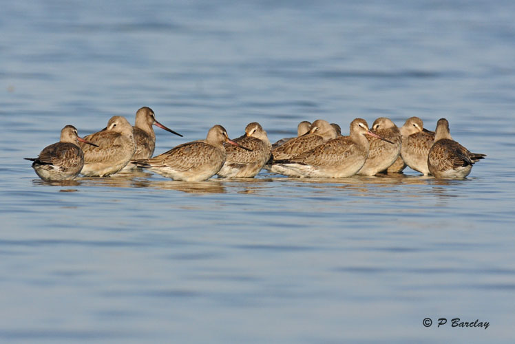 Hudsonian godwits