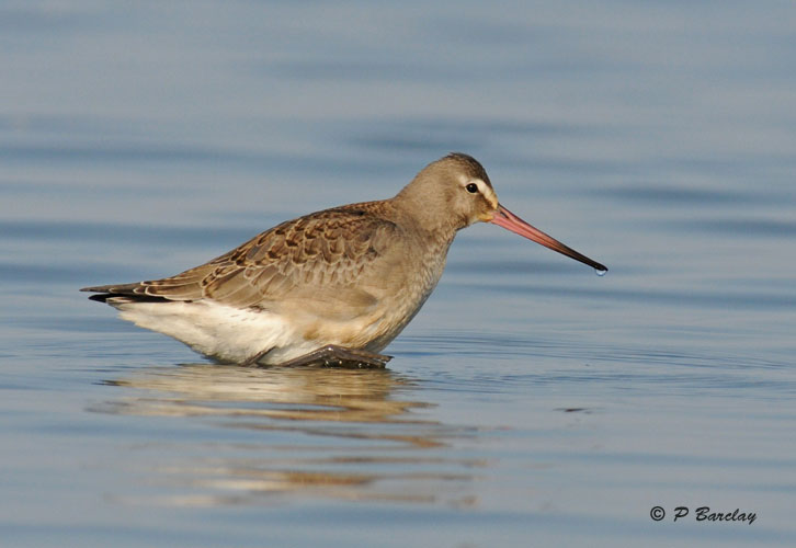 Hudsonian godwit