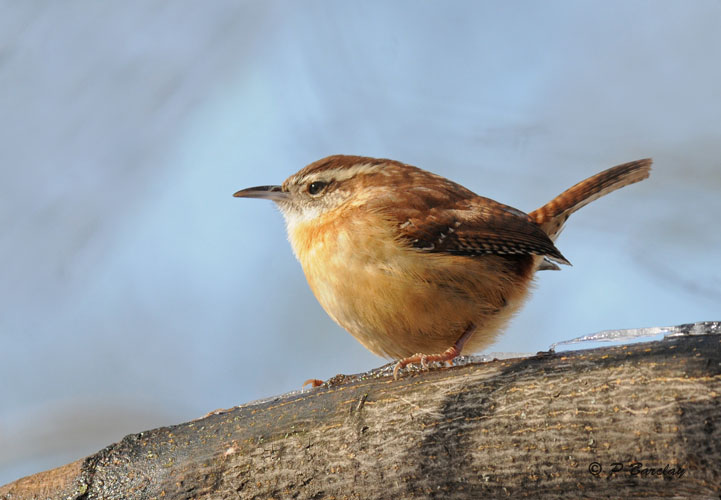 Carolina Wren