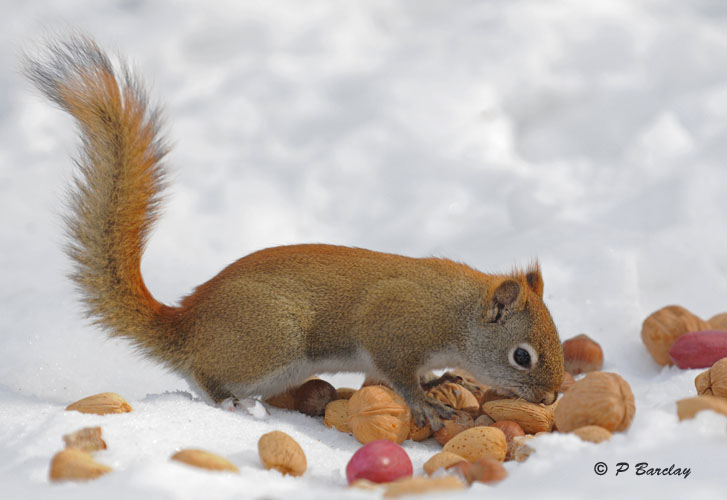 Squirrel heaven:  SERIES