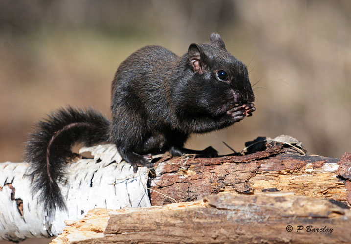 Eastern Chipmunk (melanistic)