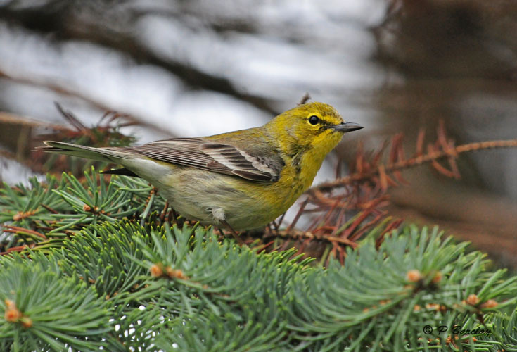 Pine Warbler