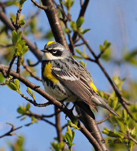 Yellow-rumped Warbler