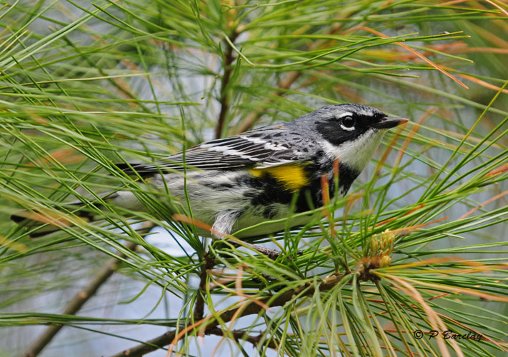 Yellow-rumped Warbler (m)