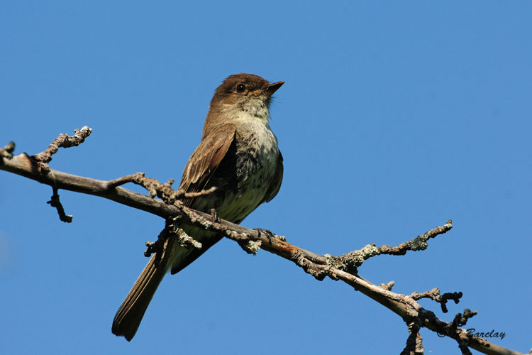 Eastern Phoebe