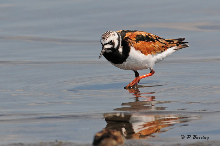 Ruddy Turnstone
