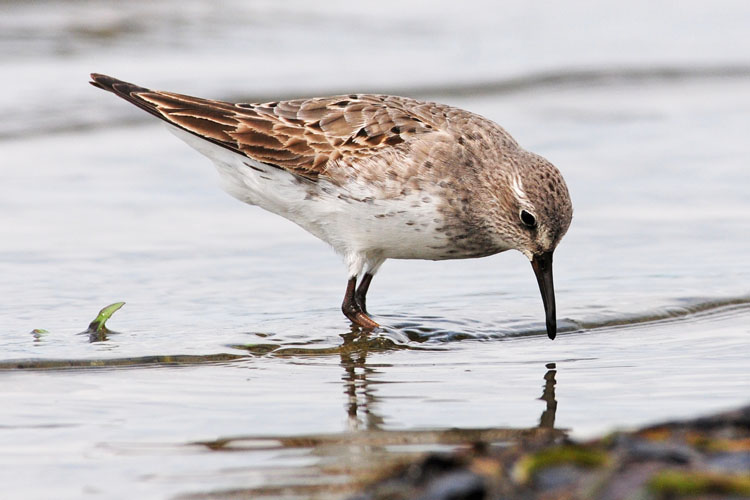 White-rumped Sandpiper
