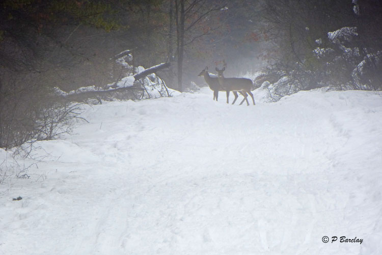 Jack Pine Ski Trails